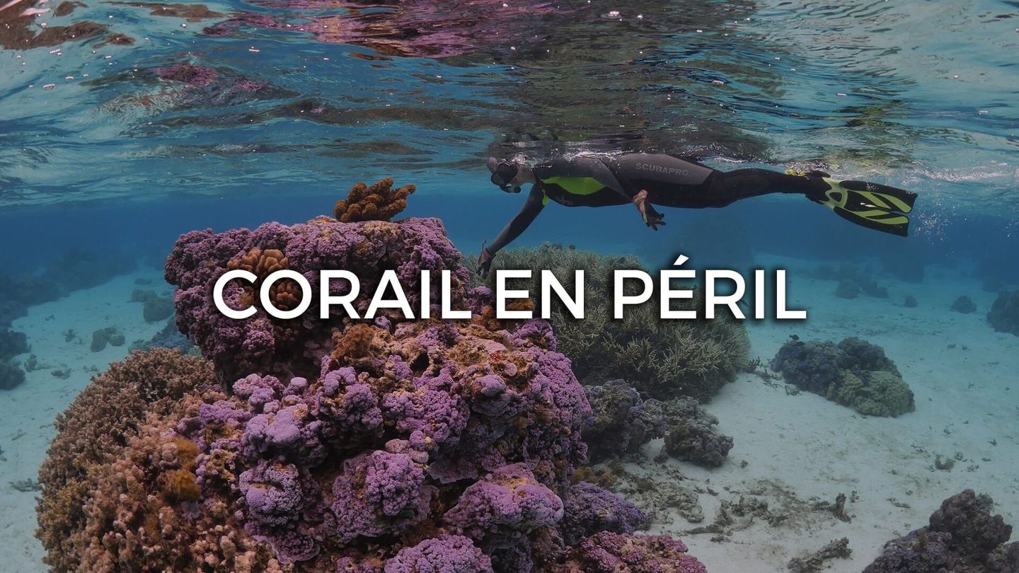 Corail en péril