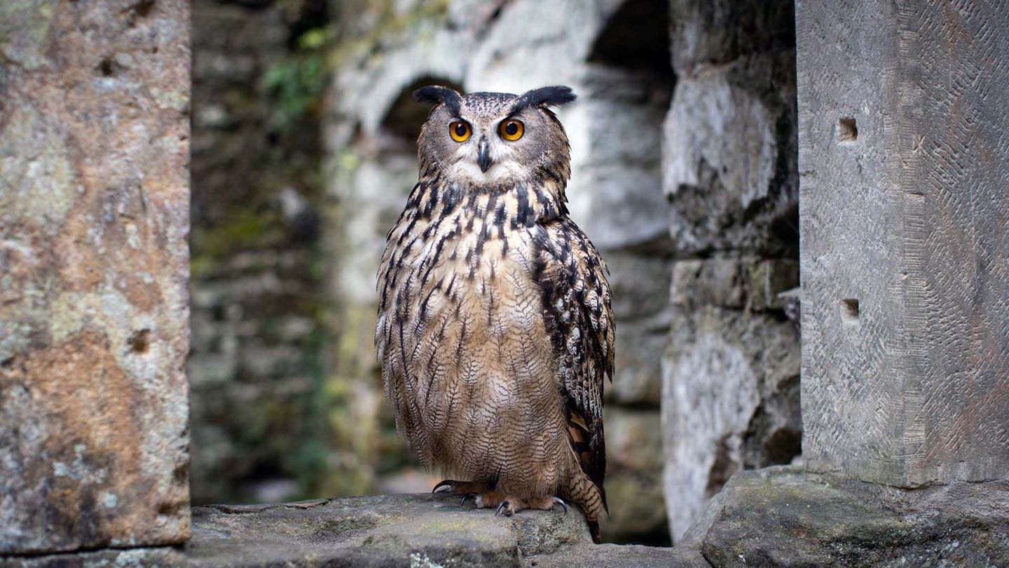 Tchéquie : Si les animaux m'étaient contés