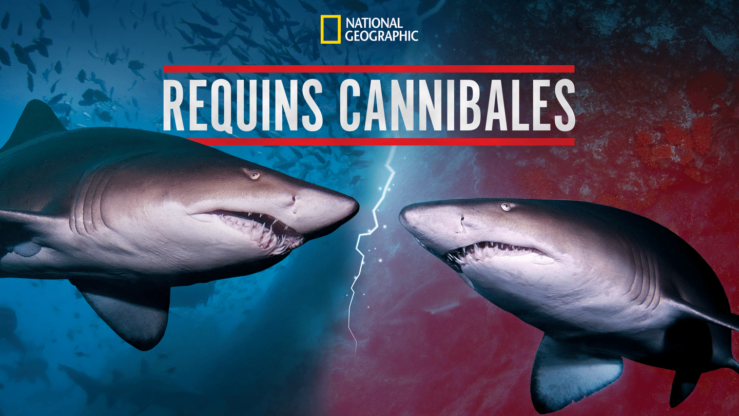 Requins cannibales