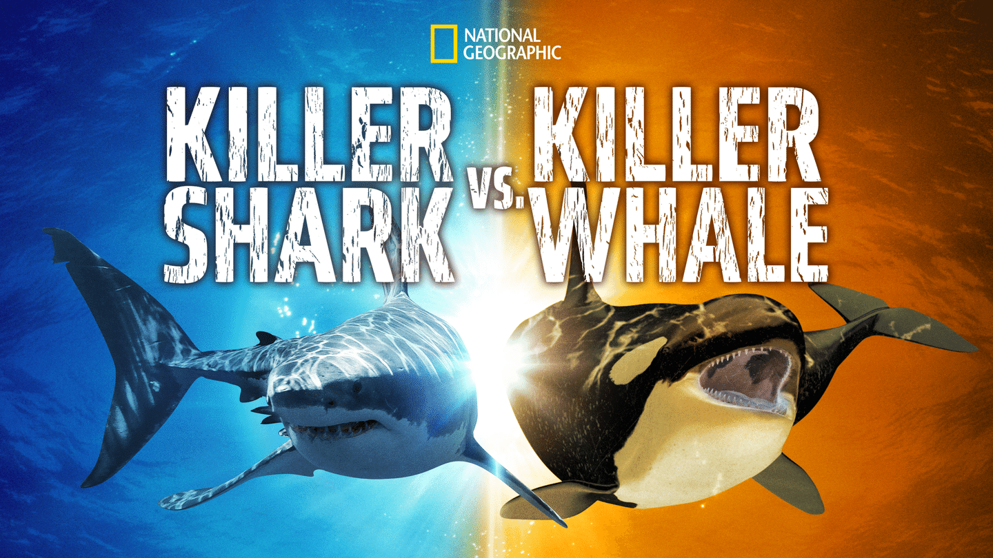 Killer Shark vs Killer Whale