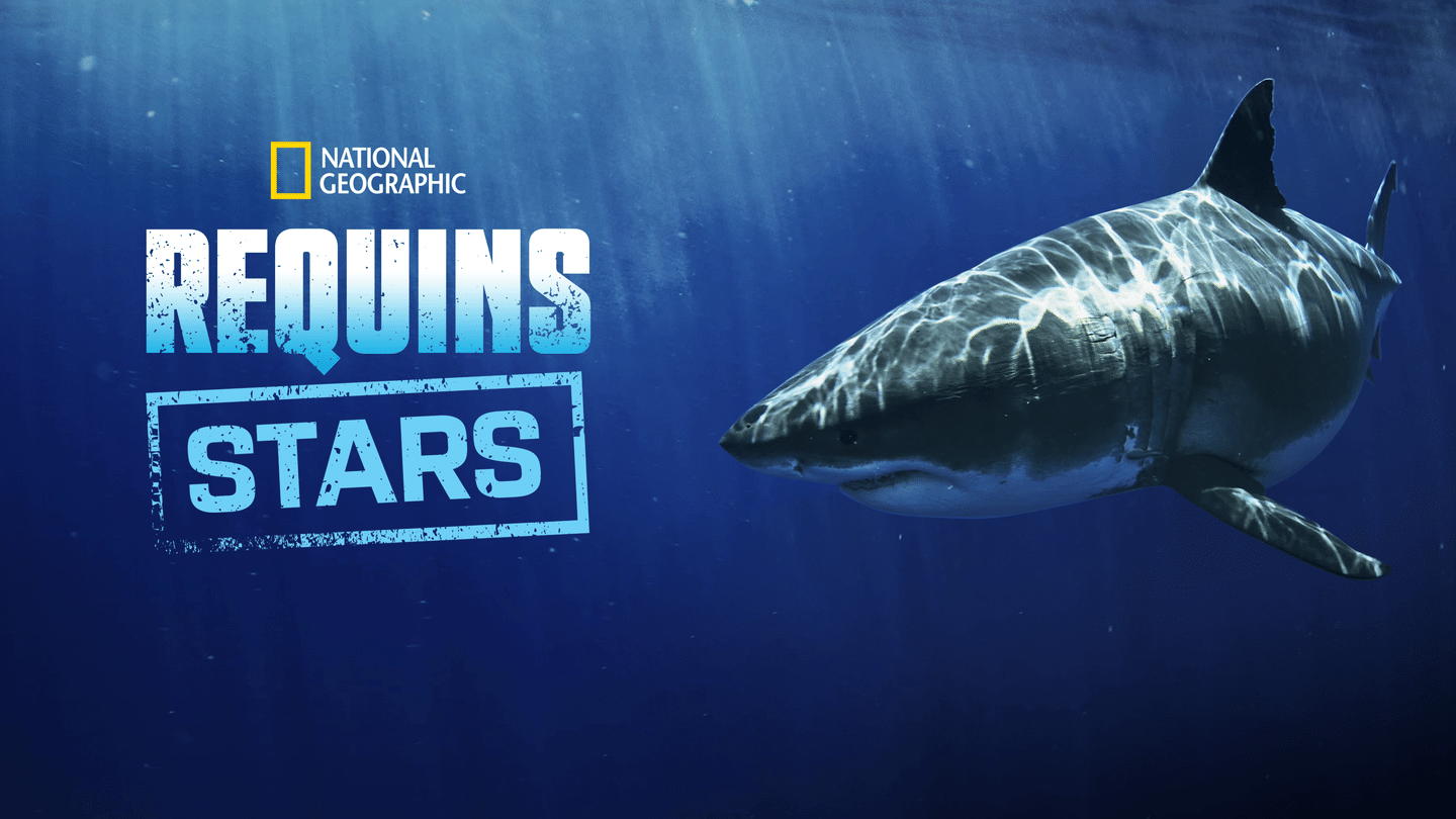 Requins stars