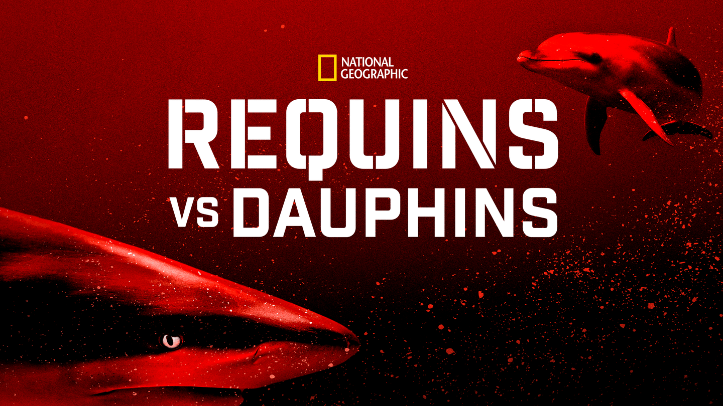 Requins vs Dauphins