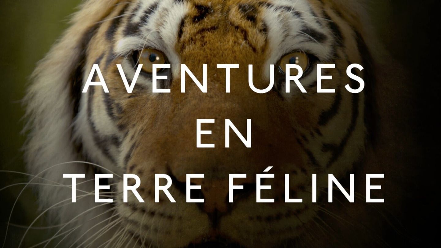 Aventures en terre féline