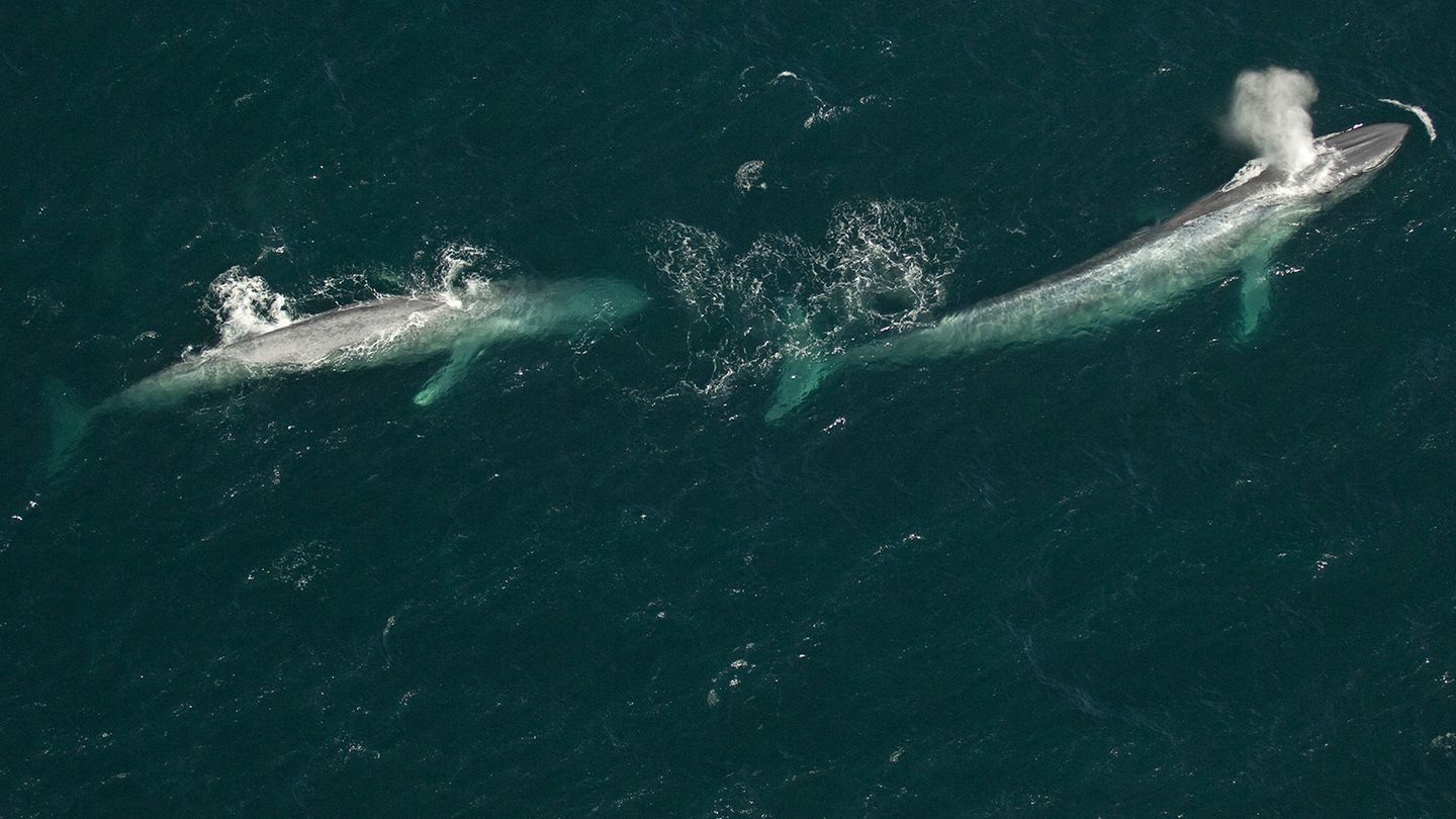 Le royaume de la baleine bleue