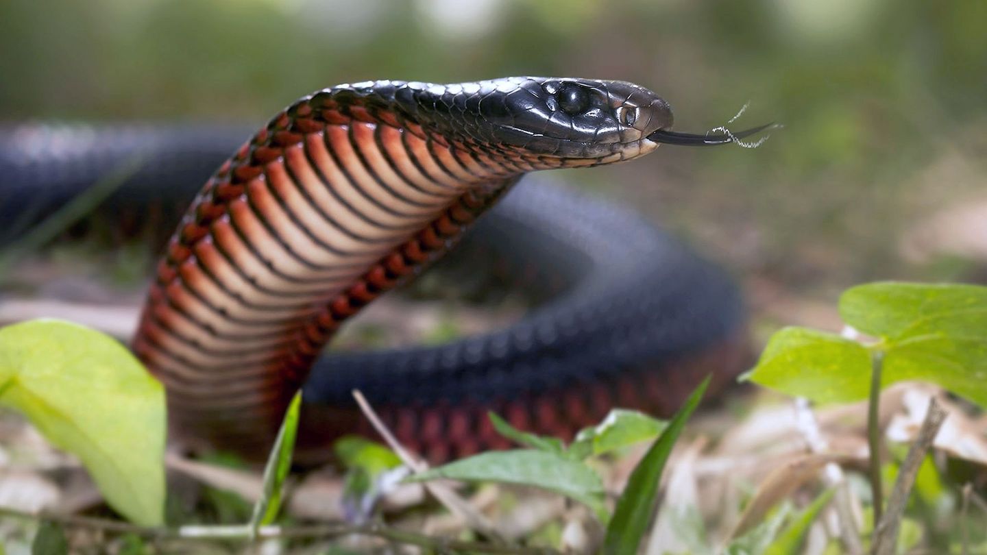 La mort au bout des crocs : Serpents venimeux d'Australie