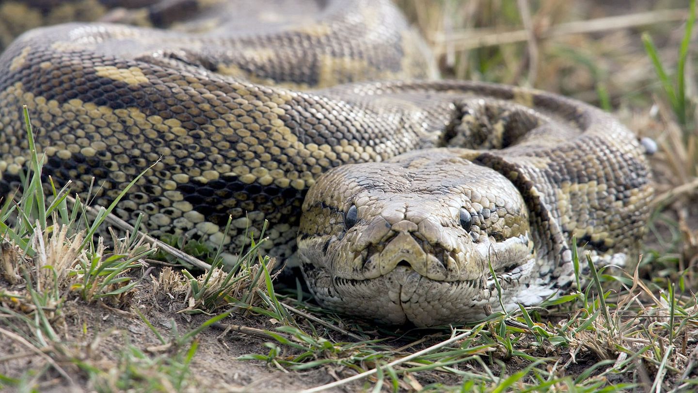 La mort au bout des crocs : Serpents venimeux d'Afrique