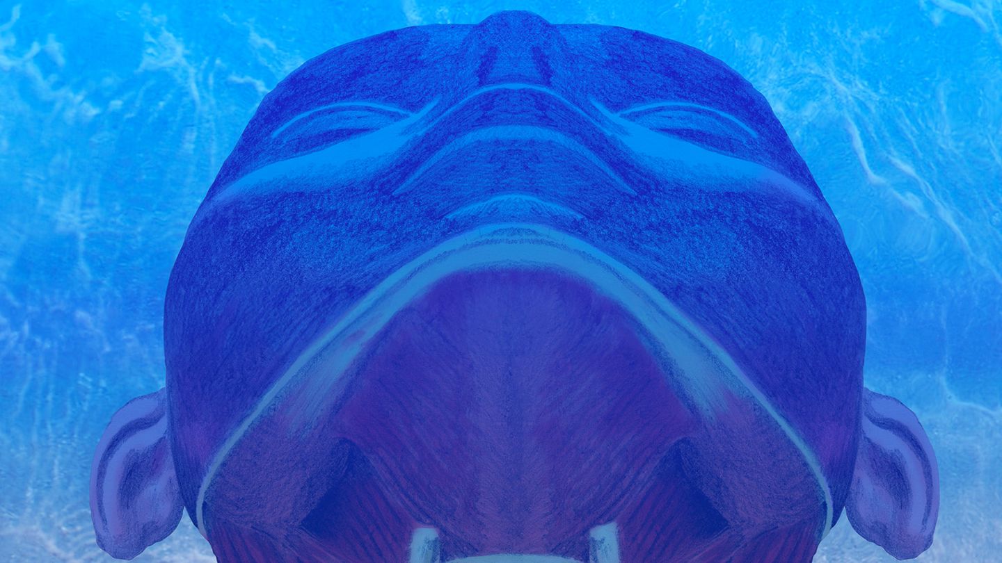 Le jour du dauphin