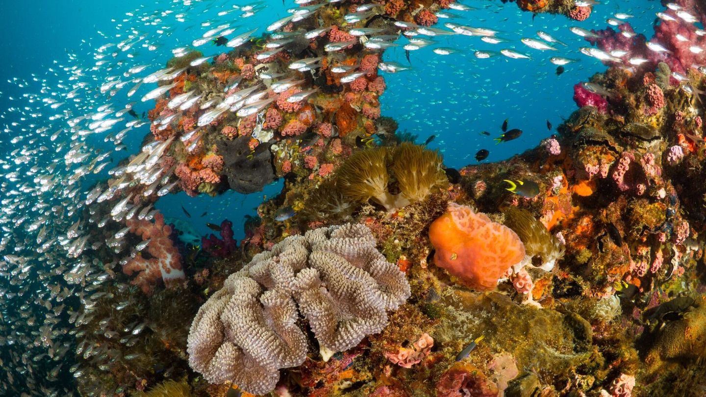 Les sentinelles de la Grande Barrière de corail