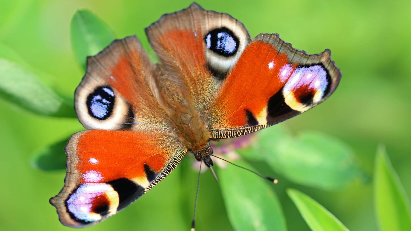 Les papillons, ces super héros de la nature