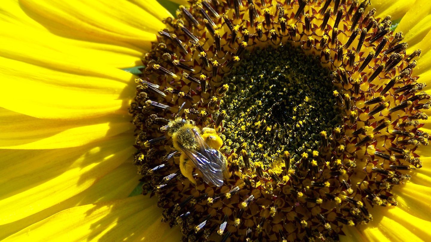 Pollen