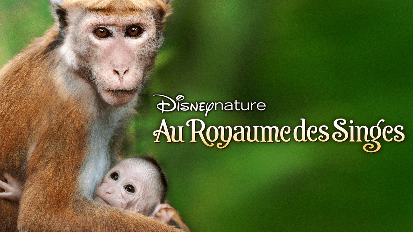 Au royaume des singes