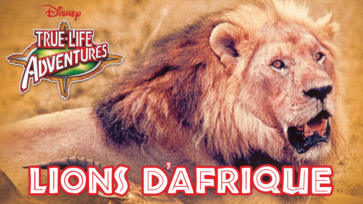 Lions d’Afrique