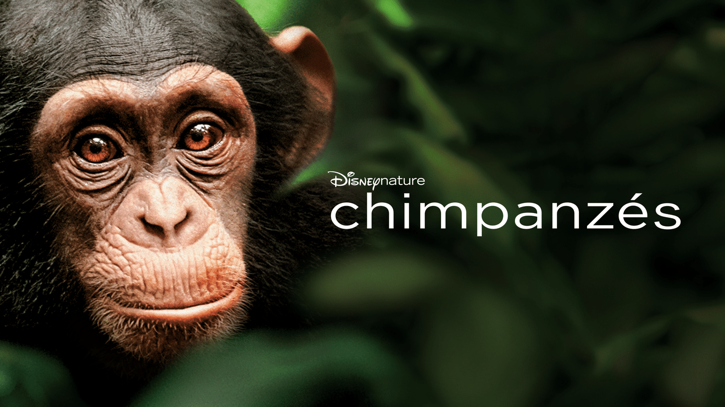 Chimpanzés