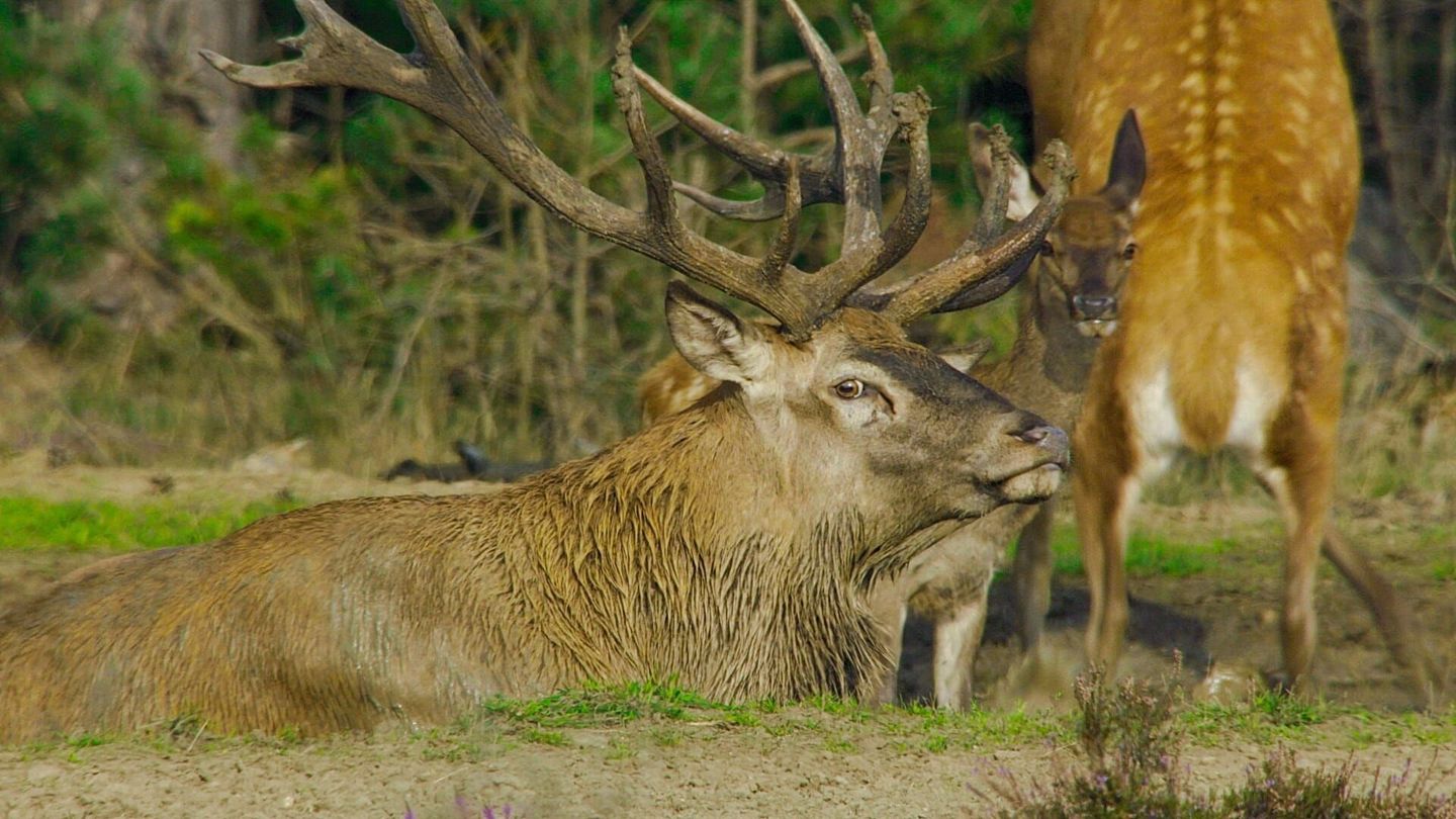 Pays-Bas, voyage au coeur d'une nature sauvage