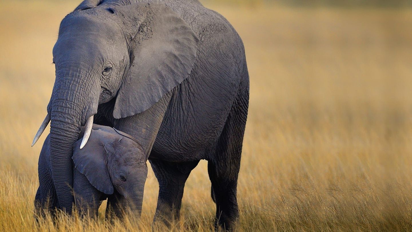 Premiers pas dans la vie sauvage
