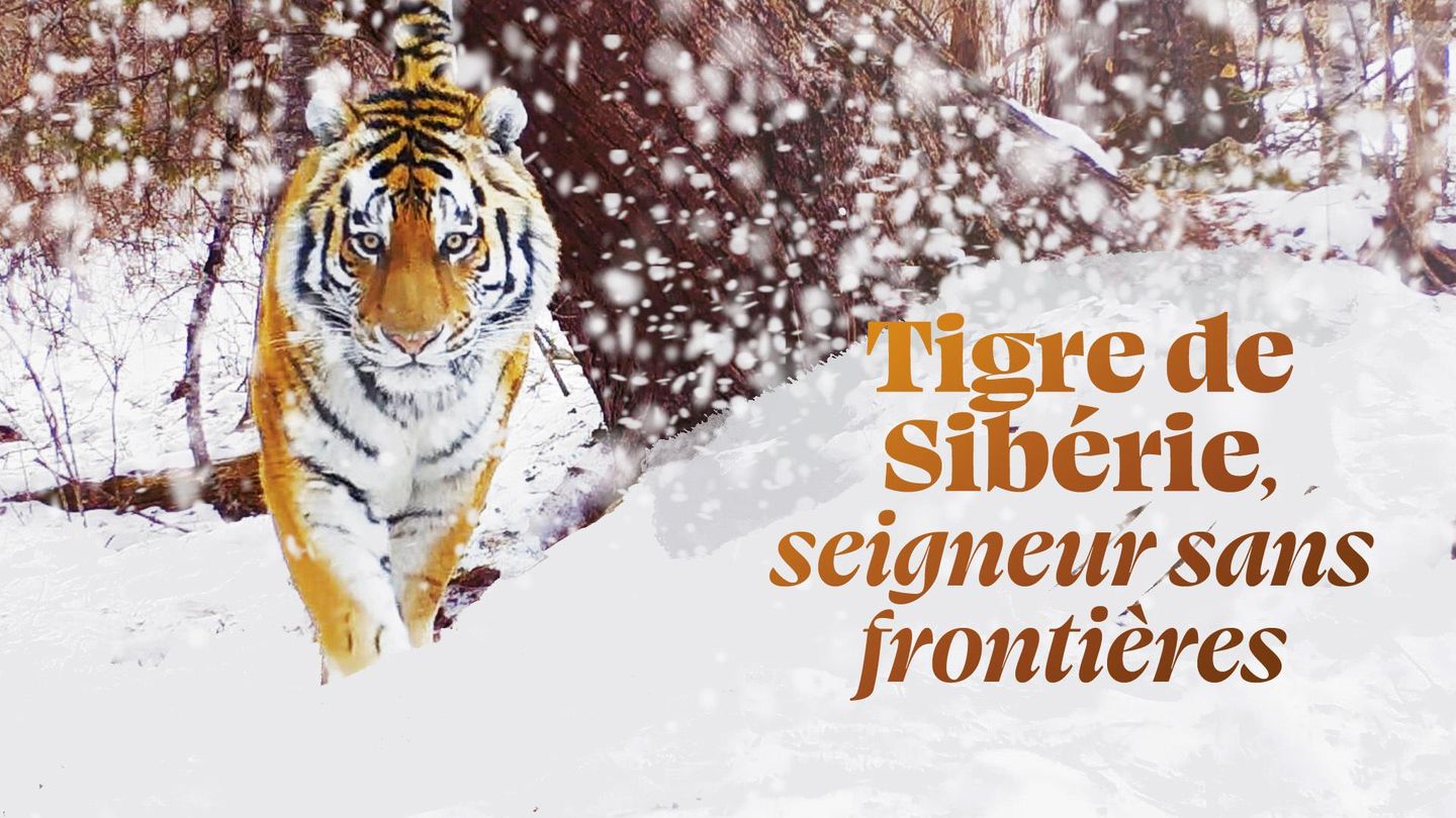 Tigre de Sibérie, seigneur sans frontières