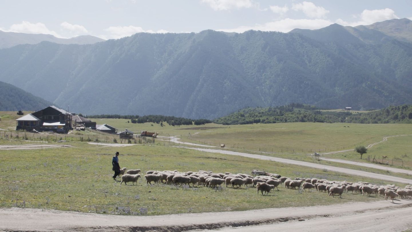 En Géorgie, des hommes et des chevaux