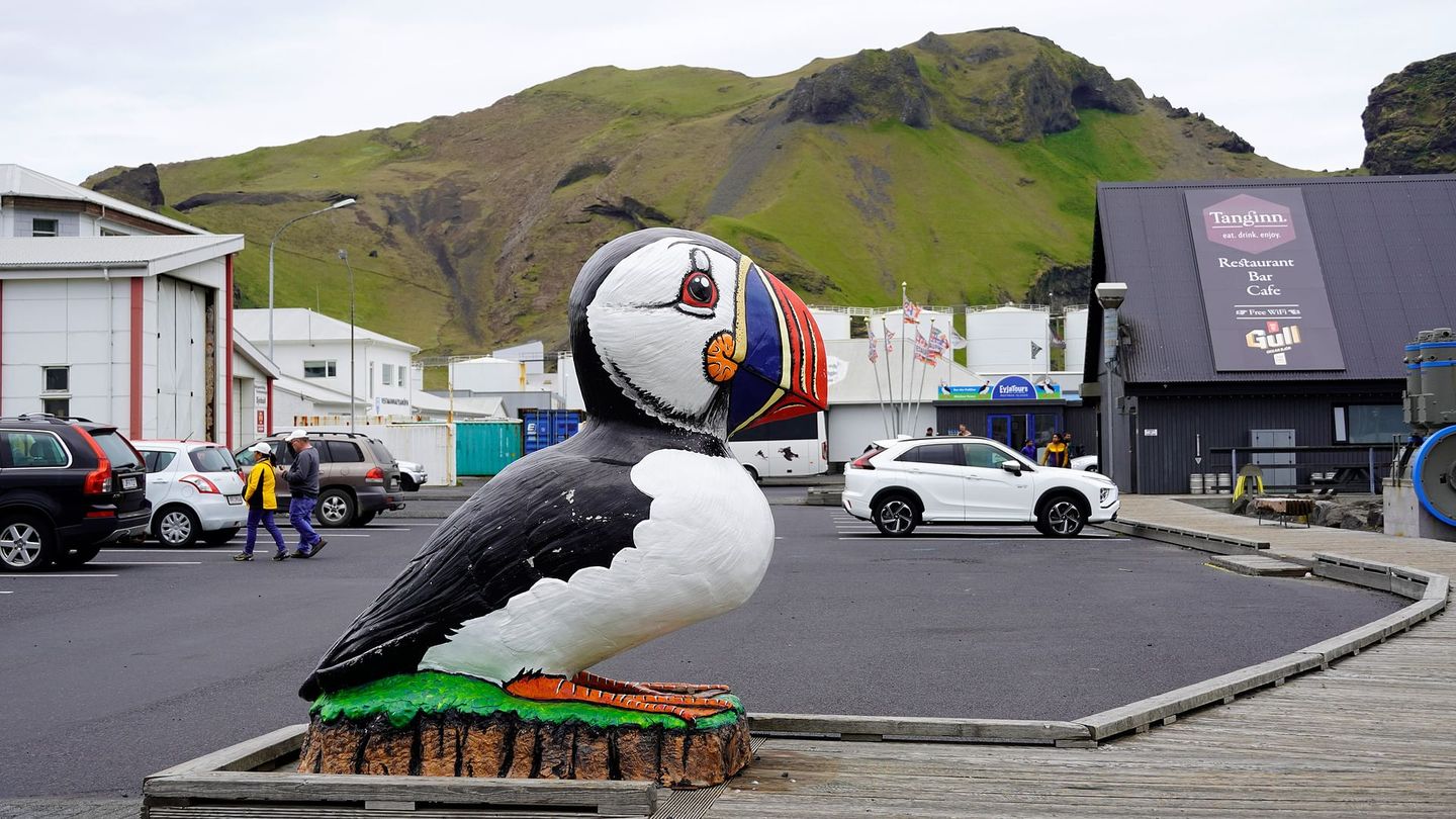 En Islande, on sauve les macareux