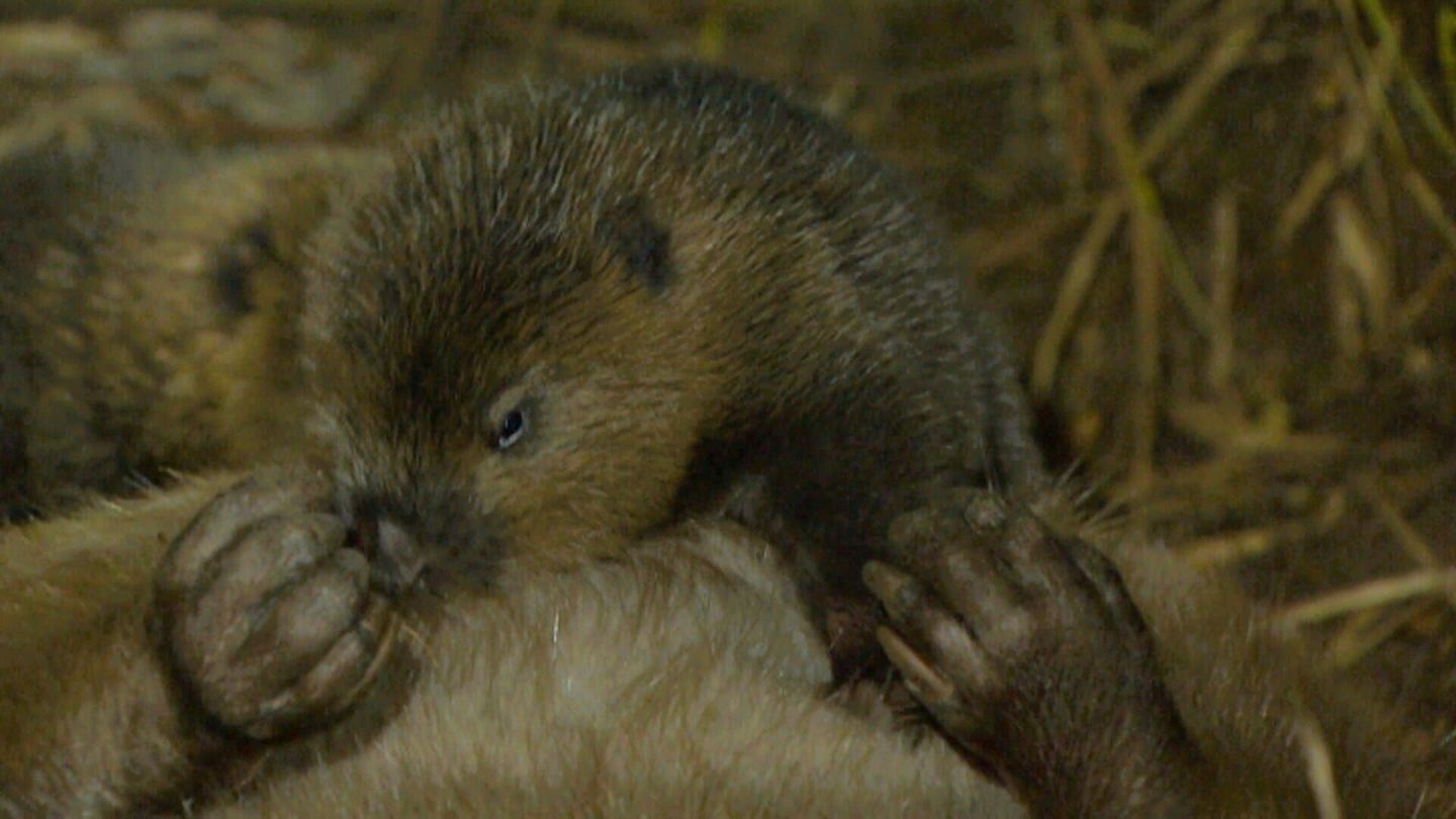 Castor, la force de la nature