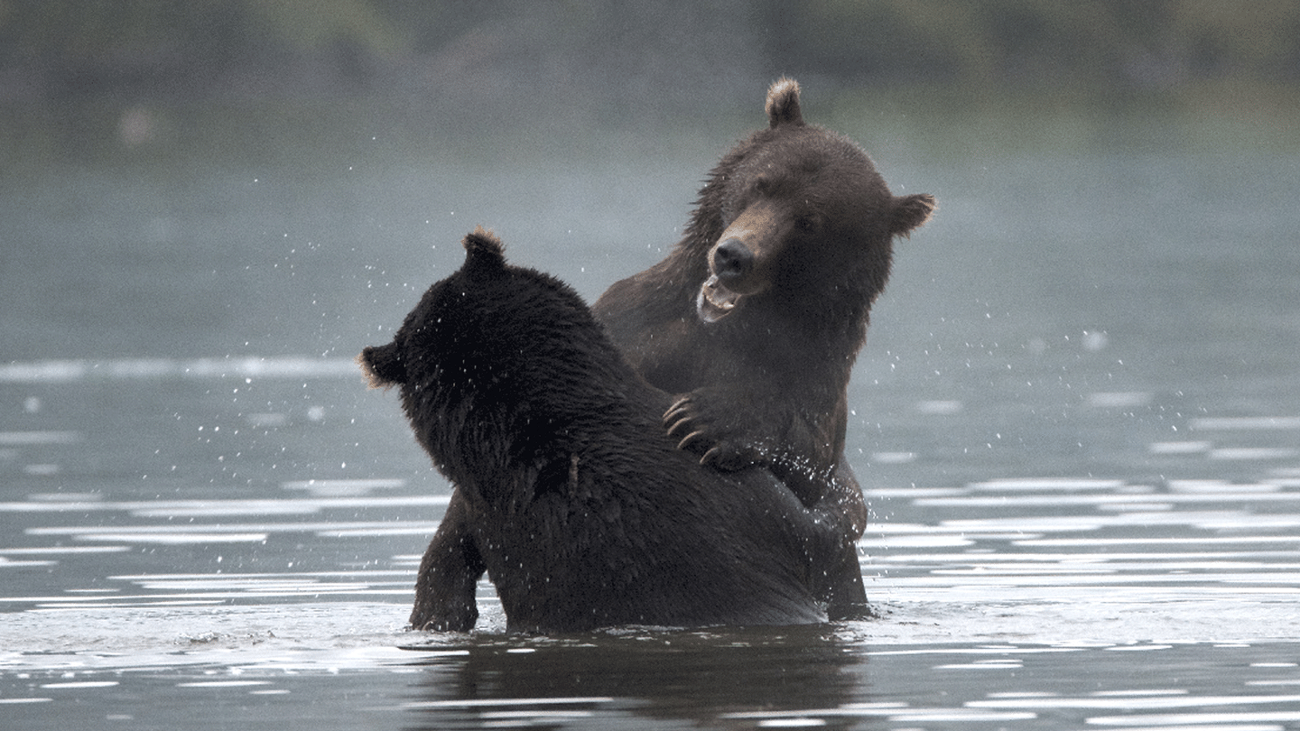 Destination Wild : Russie à l'État Sauvage