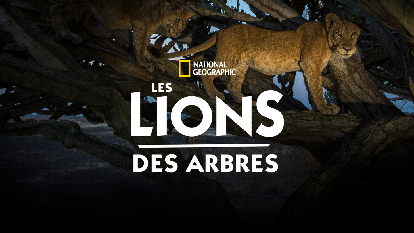 Les lions des arbres