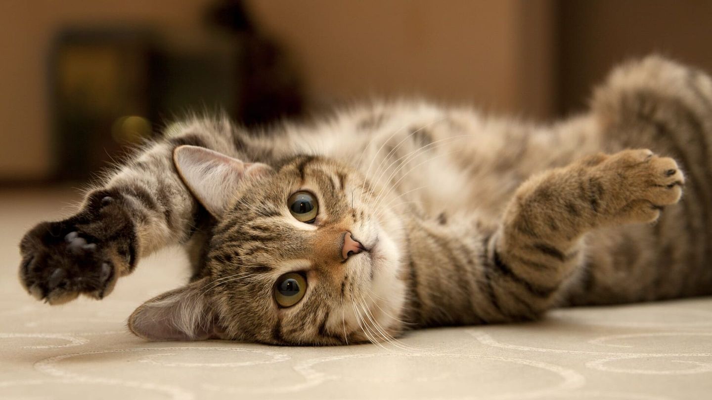 La vie secrète des chats