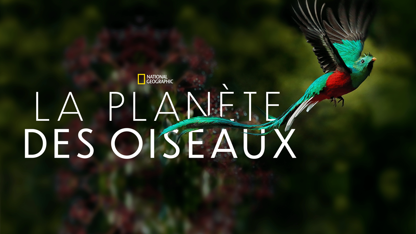 La planète des oiseaux