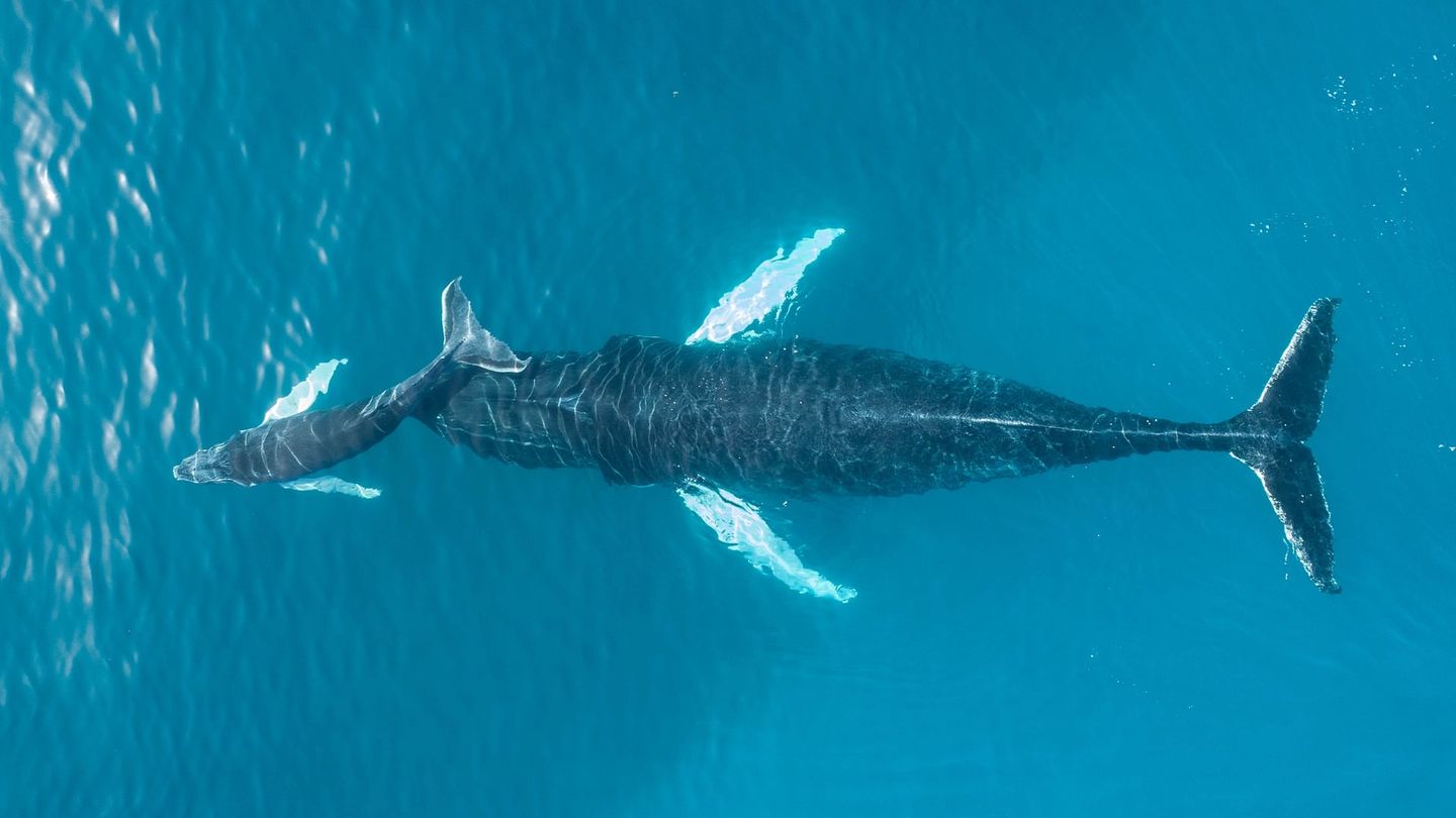 Les sauveteurs de baleines