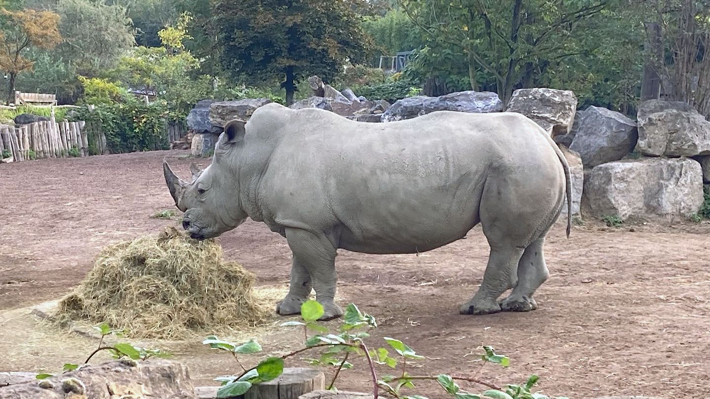 Zoos : protéger les espèces menacées