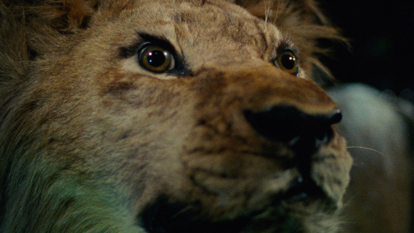 Un animal, des animaux - Trailer