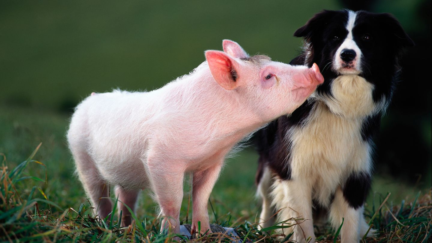 Babe, le cochon devenu berger - Trailer