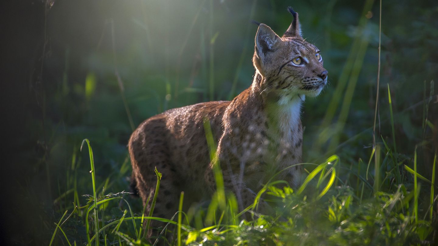 Lynx - Trailer