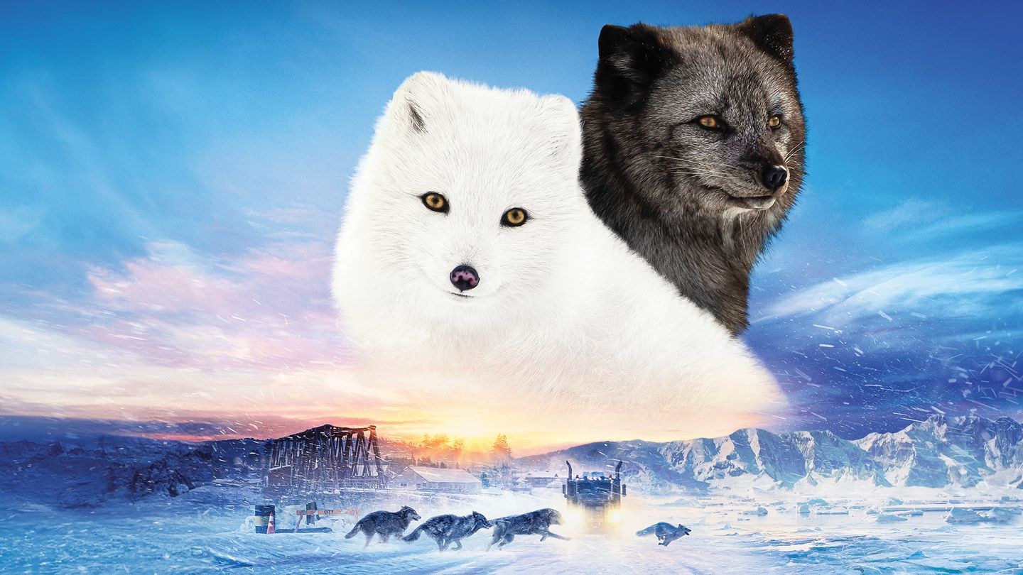 Kina & Yuk : renards de la banquise