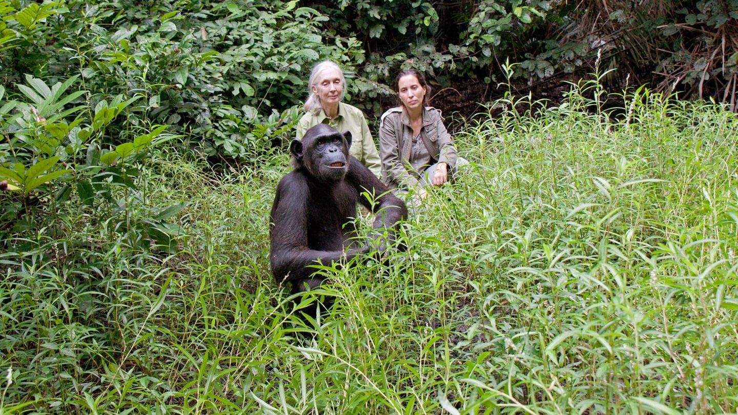 Jane Goodall et les chimpanzés de Tchimpounga