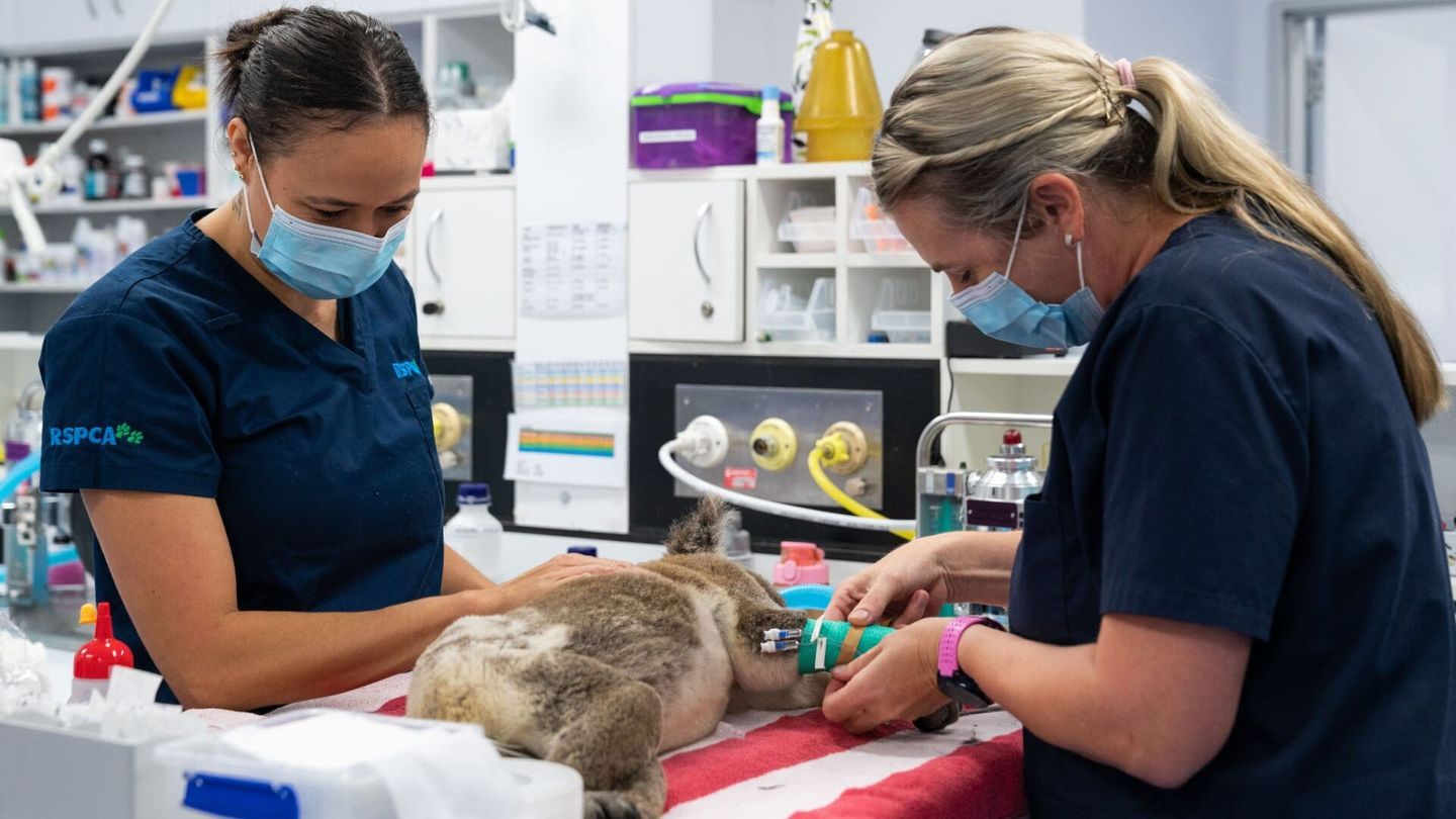 Australie : urgences faune sauvage