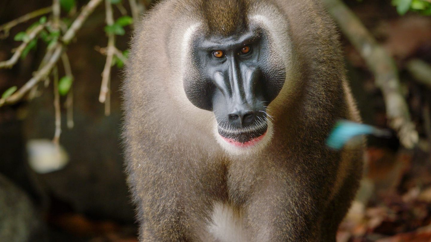 Afrique : Les trésors cachés de la nature