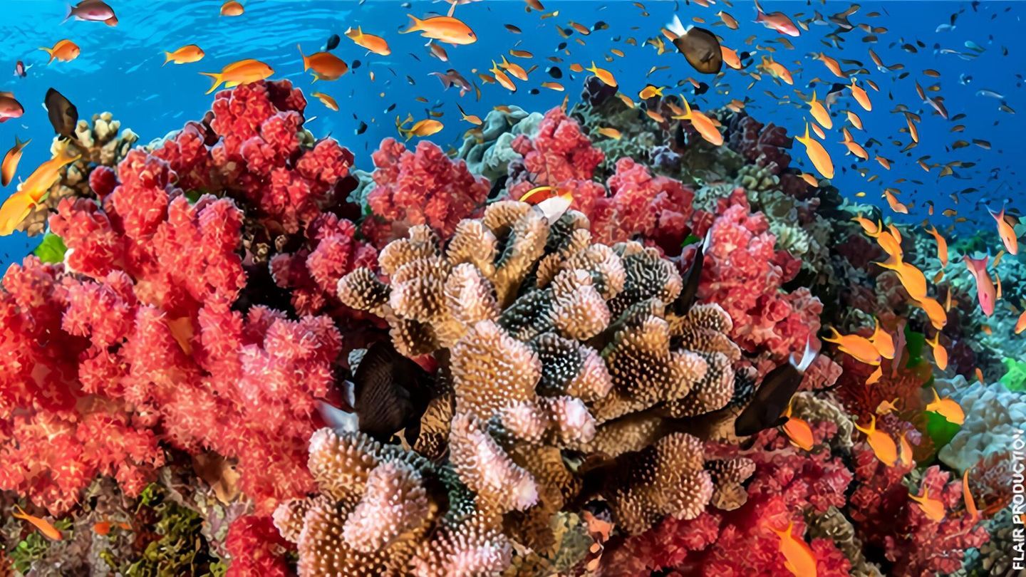 Les Jardiniers de Corail de Raja Ampat