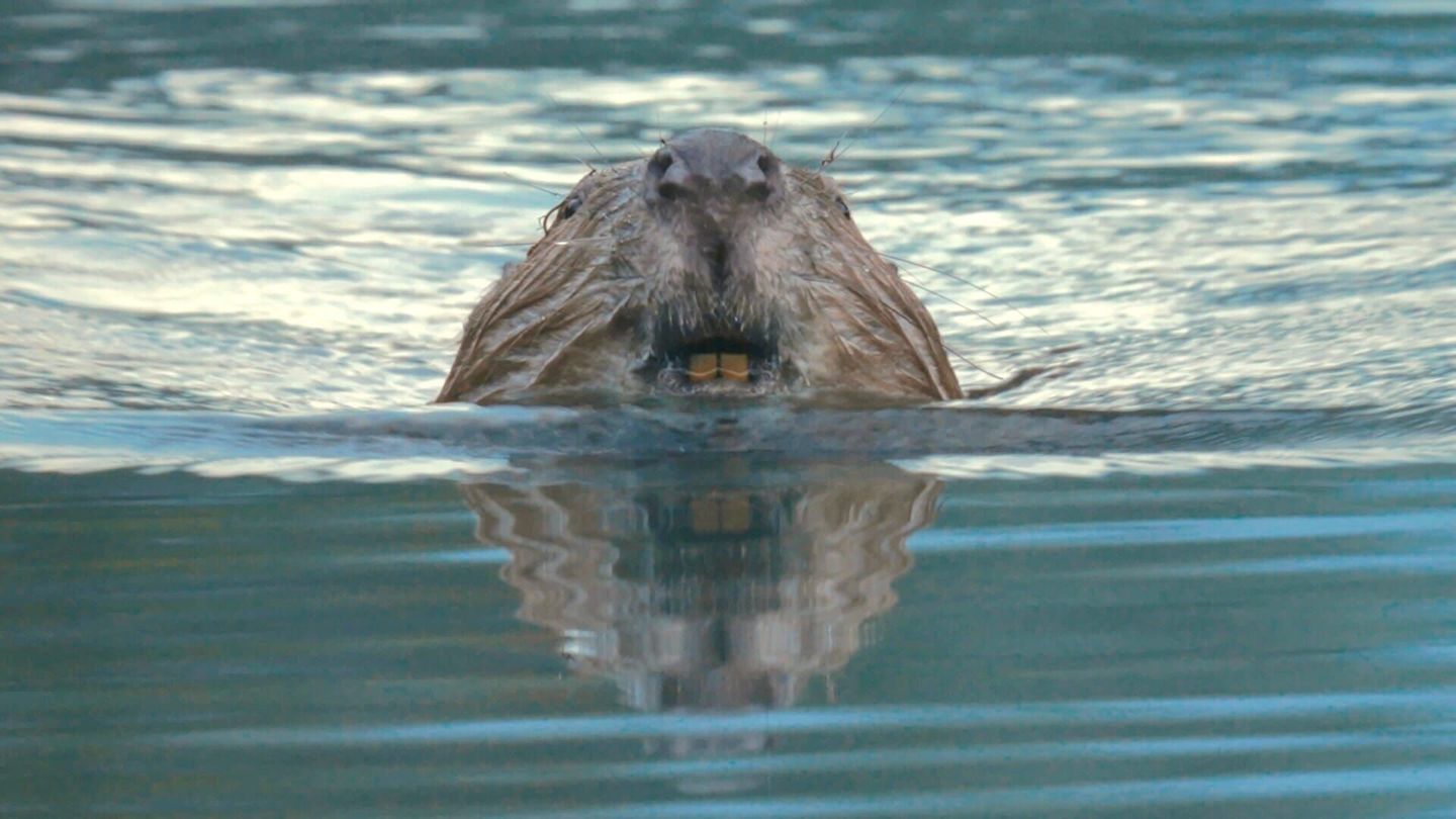 Castor, la force de la nature