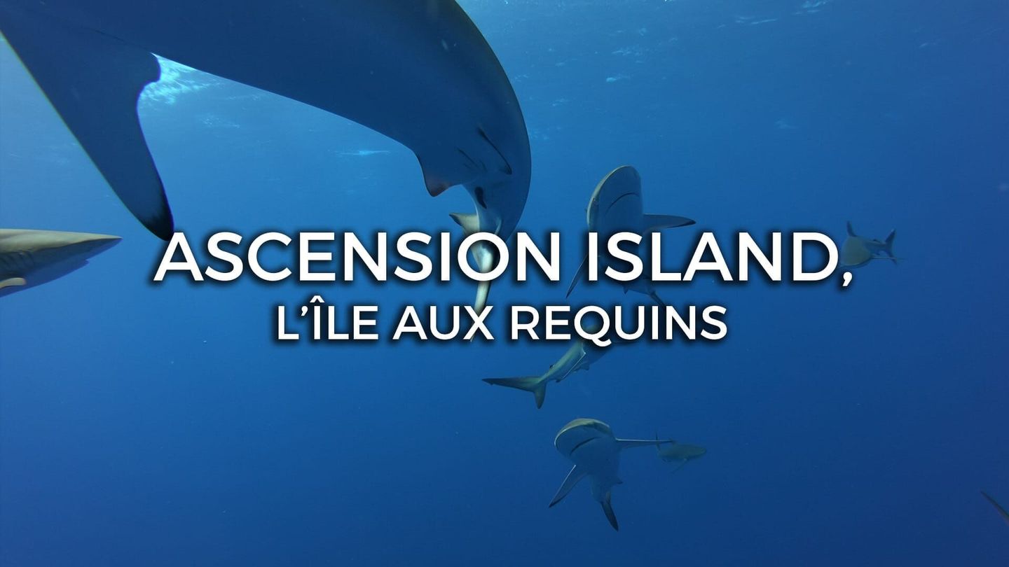 Ascension Island : l'île aux requins