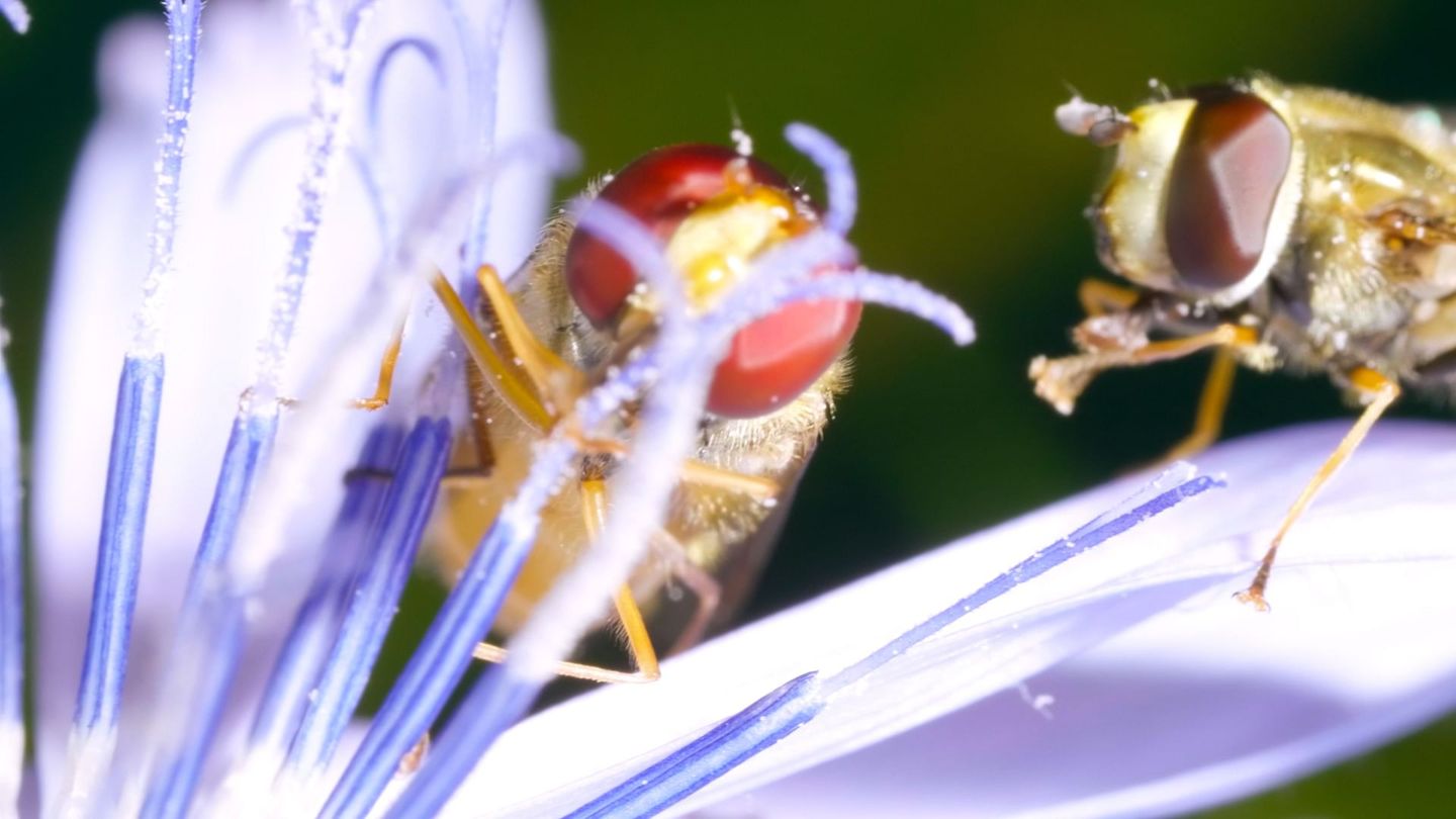 Les vrais maîtres de la Terre : Les insectes