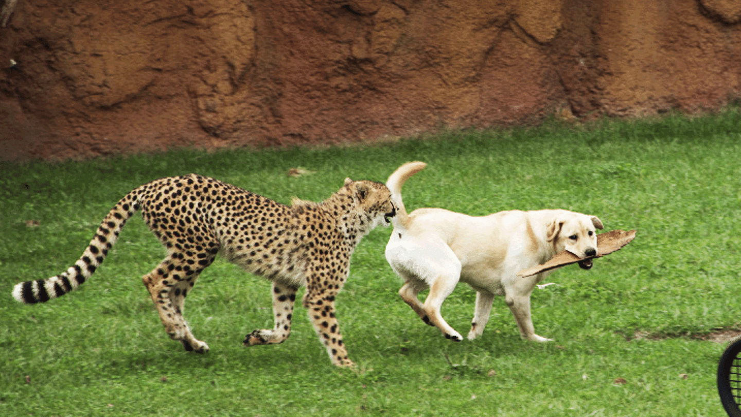 Au cœur du zoo