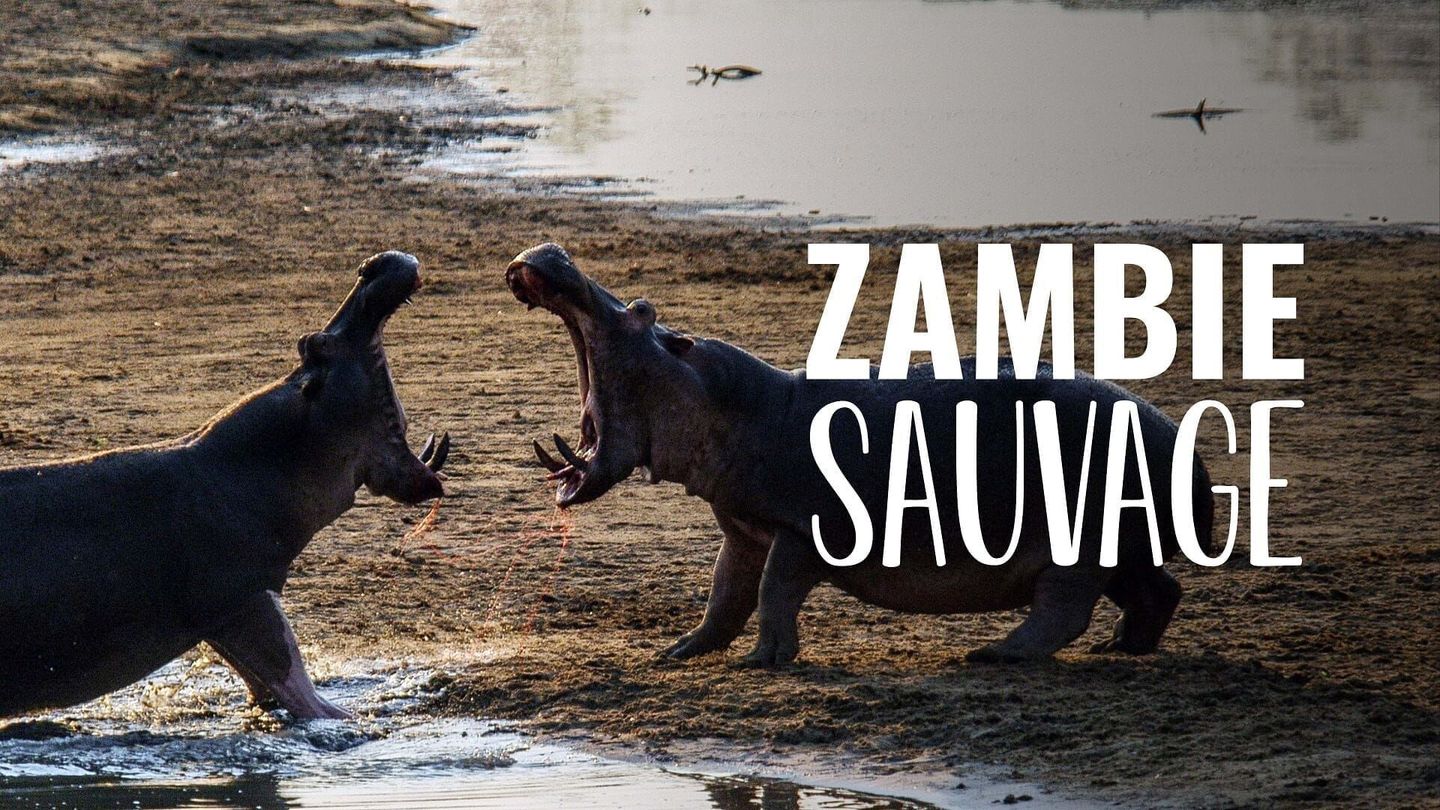 Zambie sauvage