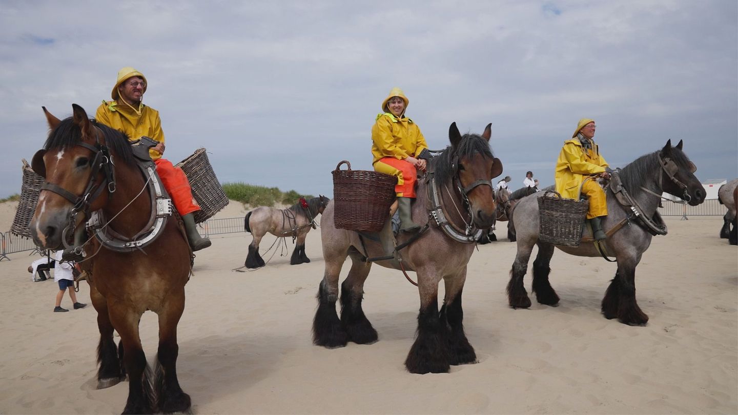 Belgique : Les pêcheurs de crevettes à cheval