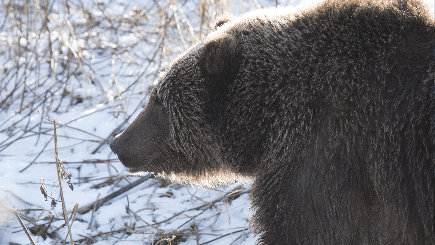 Alaska, survie avec les ours