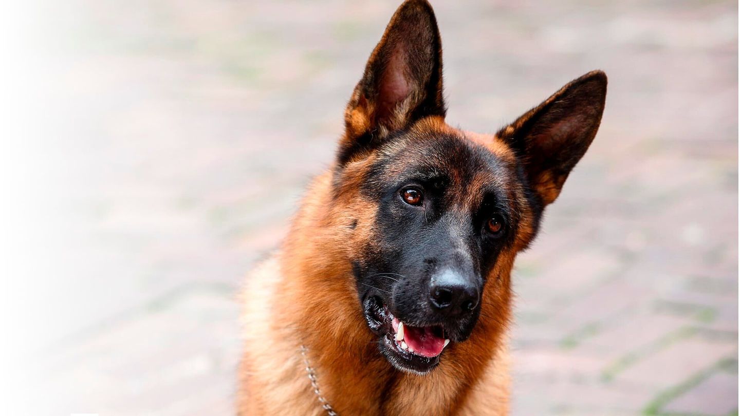 Rex, chien flic