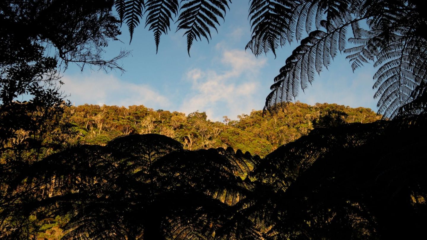 L'île de La Réunion : Laboratoire de l'évolution