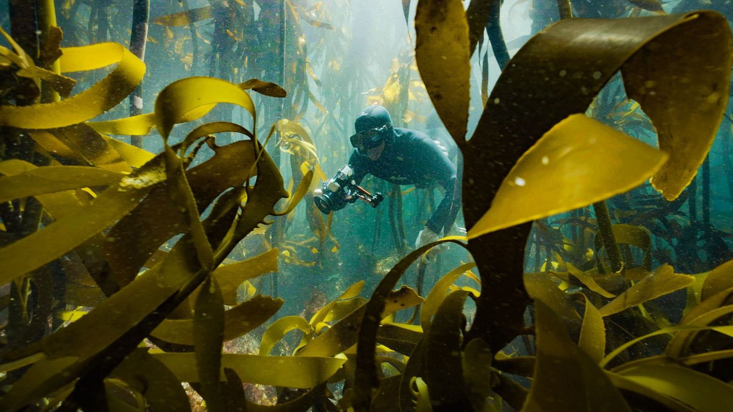 Afrique du Sud : La forêt sous-marine de kelp