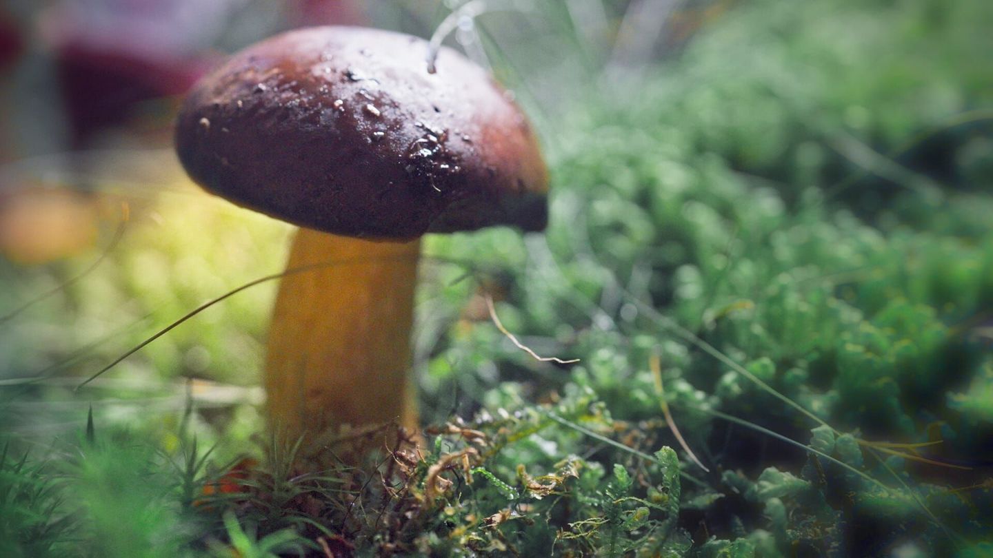 Le monde extraordinaire des champignons