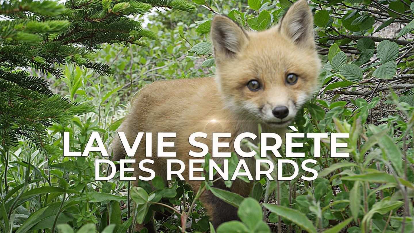 La vie secrète des renards