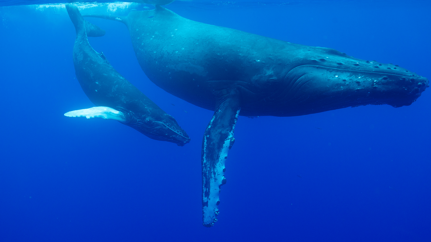 Incredible Animal Journeys